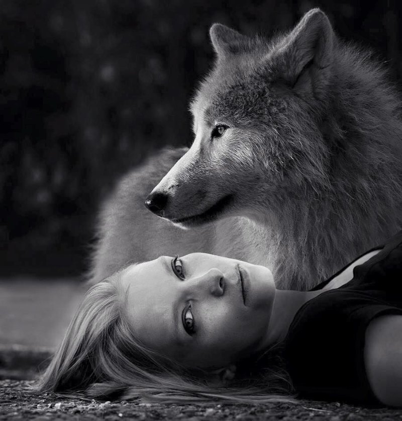 Фото одинокой волчицы