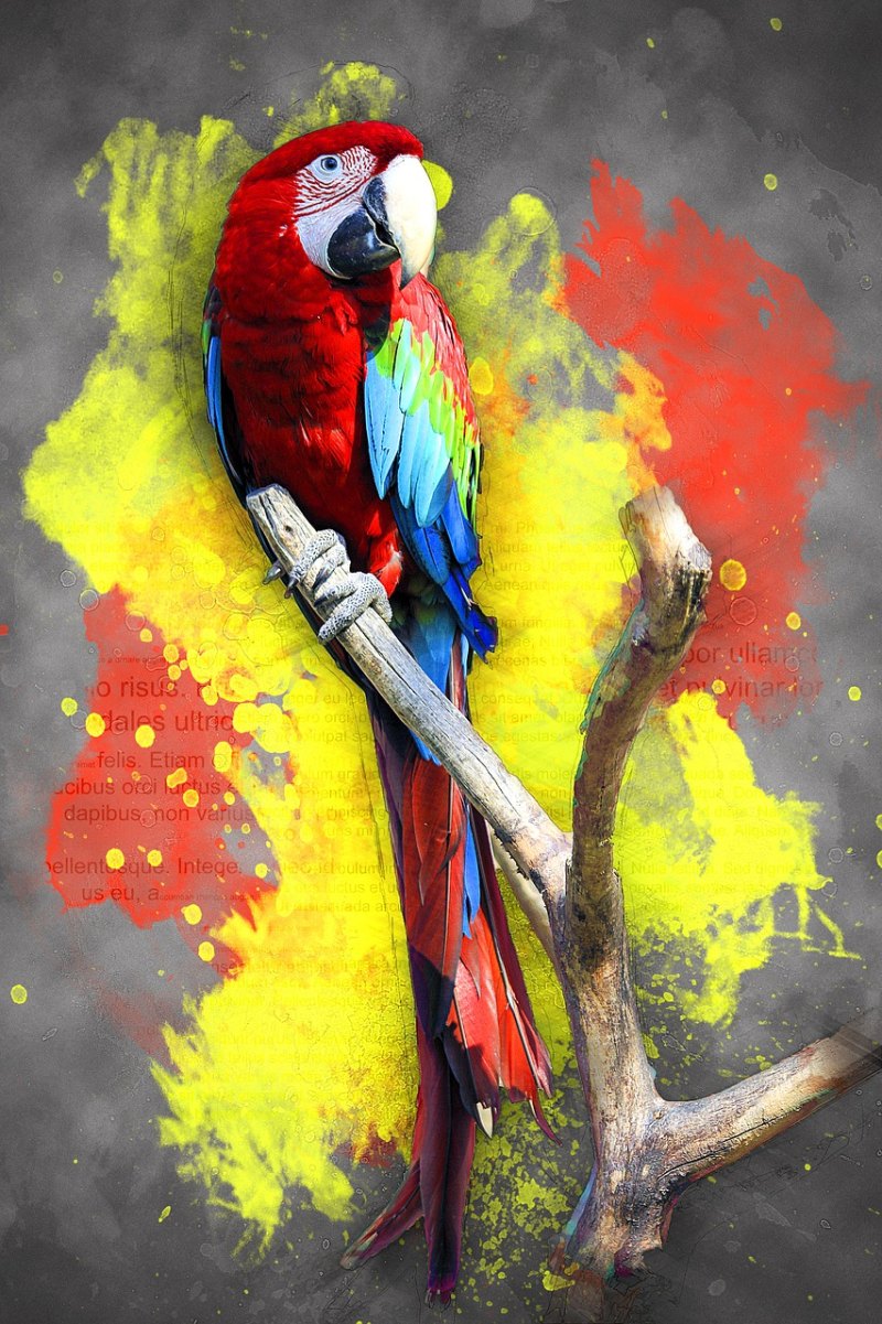 Попугай ара картина