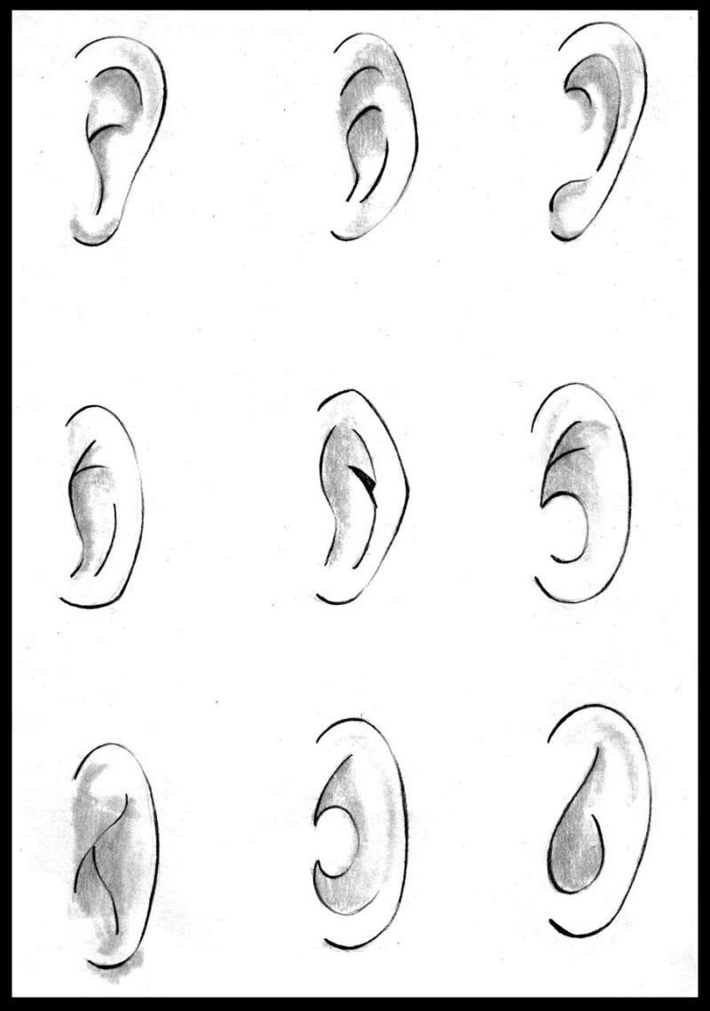 Как правильно рисовать уши
