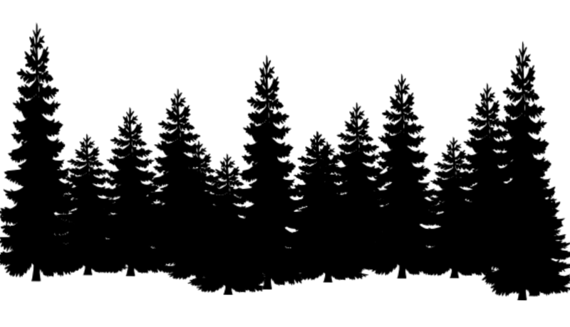Силуэты елей