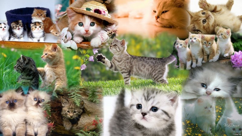 Паттерны с котиками