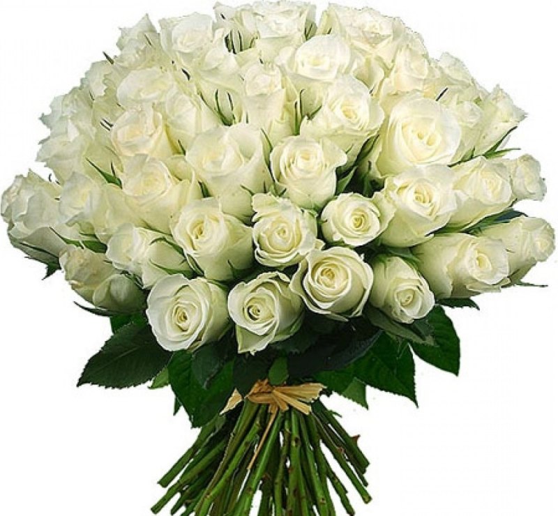 Белые розы открытка с днем рождения (62 фото)