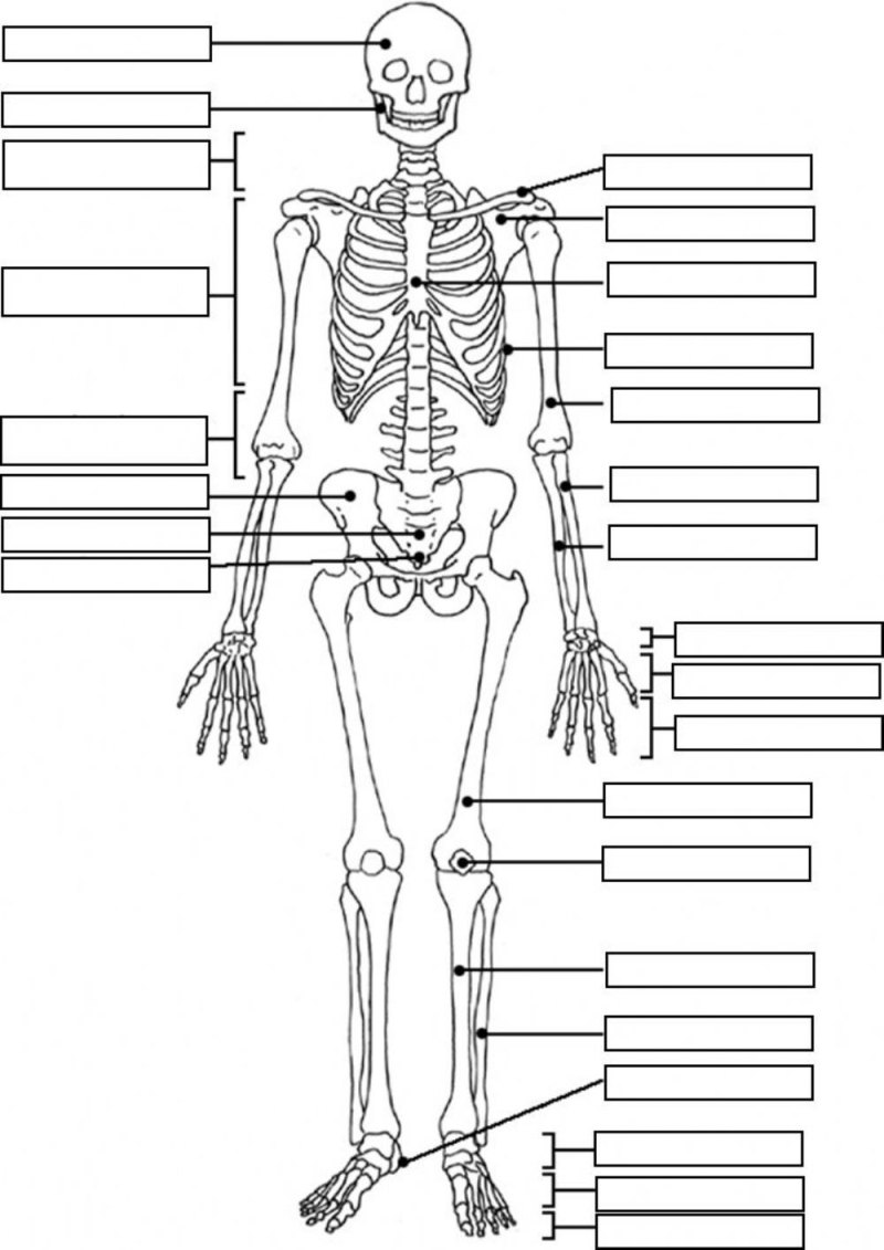 Скелет человека анатомия без подписей