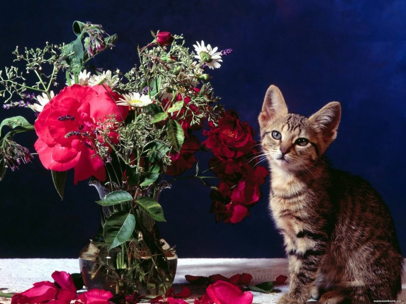 Кошки и цветы