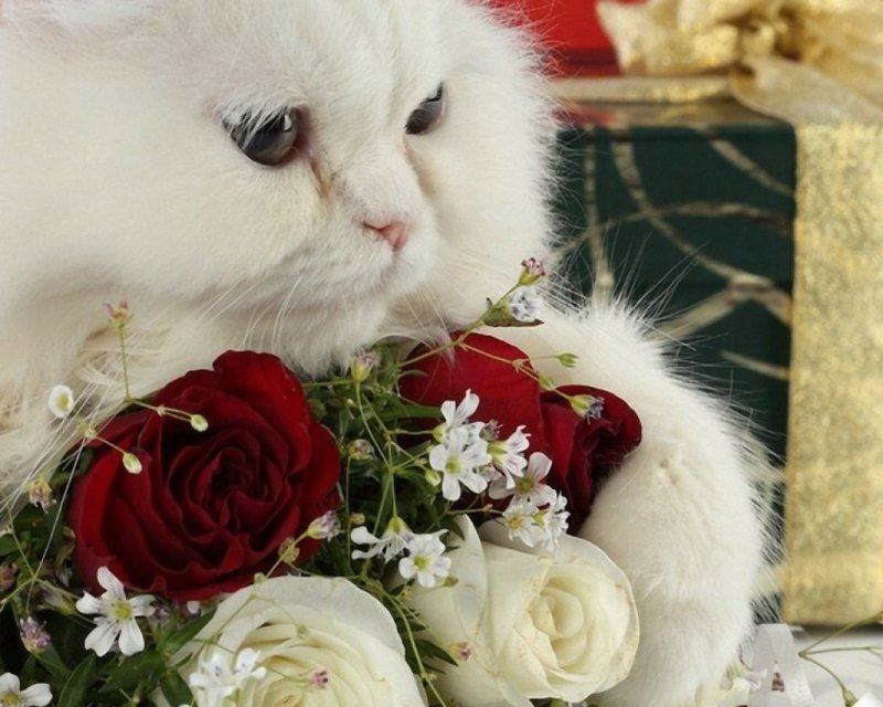 Розы и котенок