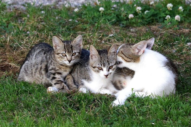 Кошачье семейство