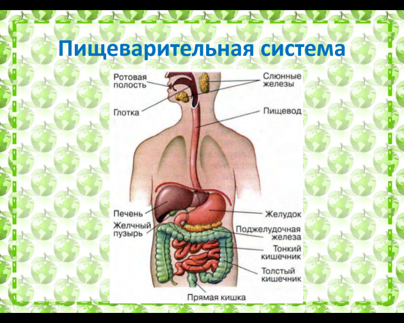 3 класс пищеварение презентация