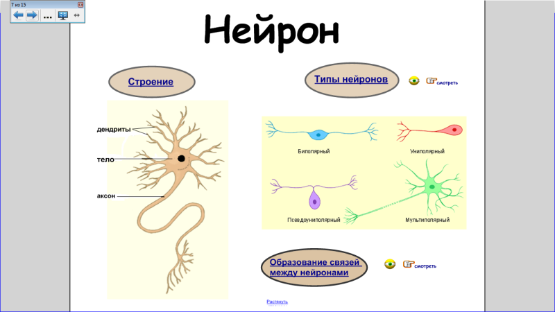 Схема виды нервных клеток