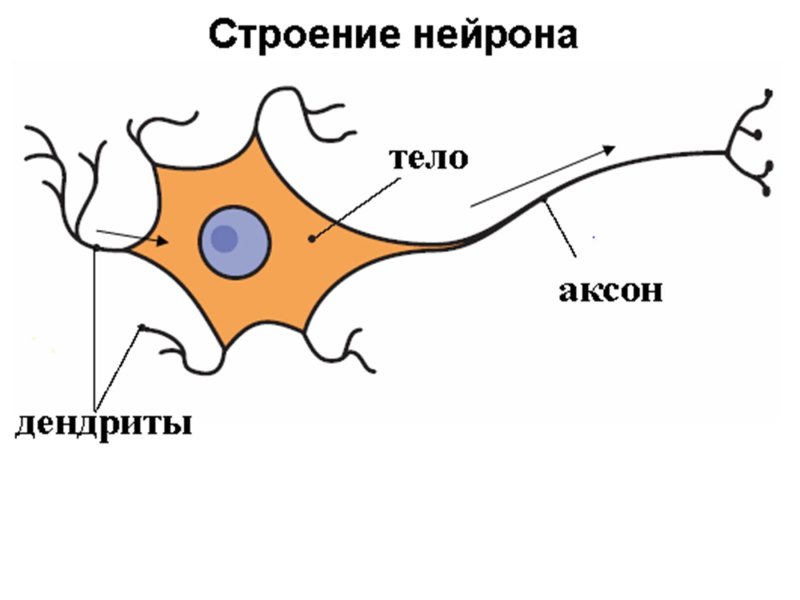 Рисунок строения нейрона