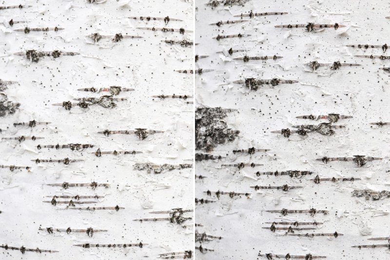Birch Bark Birch Bark texture