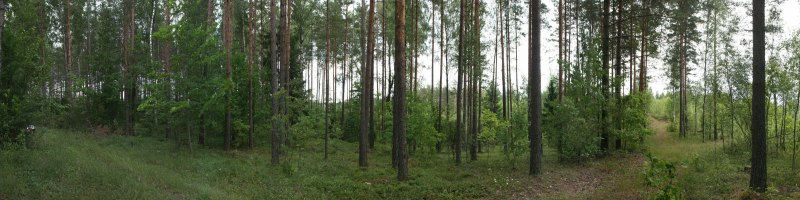 Еловые леса Каменского лесничества