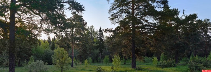 Хвойный лес панорама