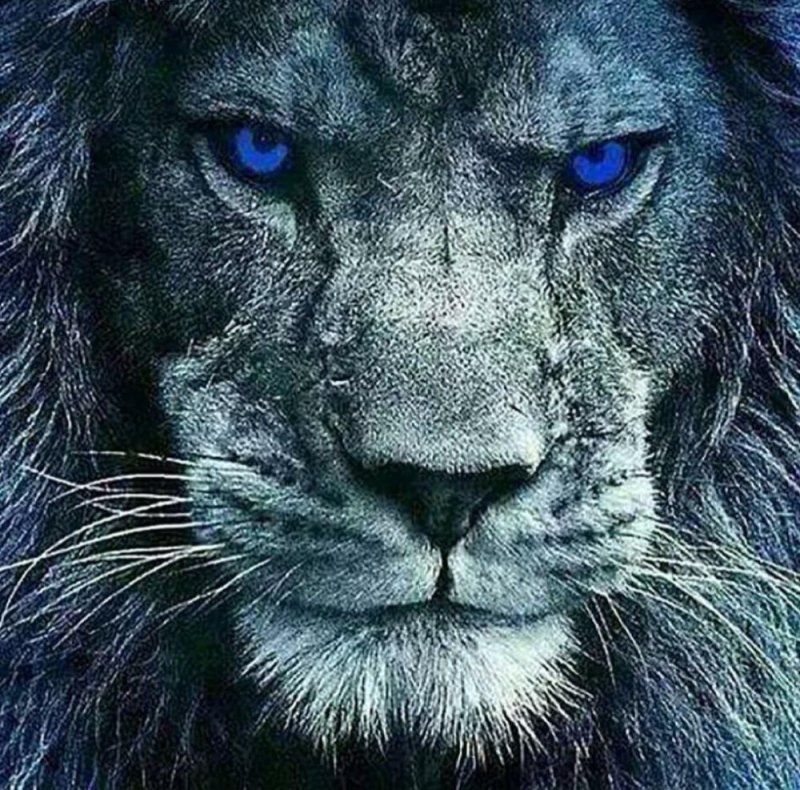 Фотографии льва на аватар