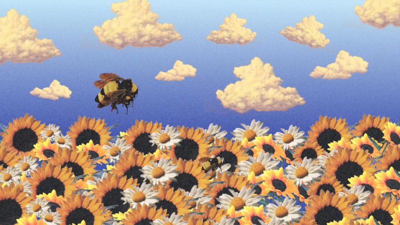 Tyler, the creator. Flower boy