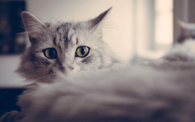 Серый котик