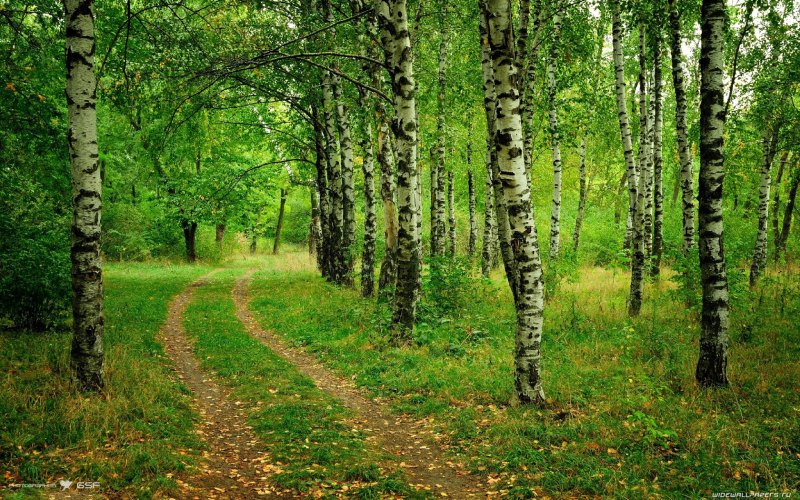 Березовый лес в Иркутске