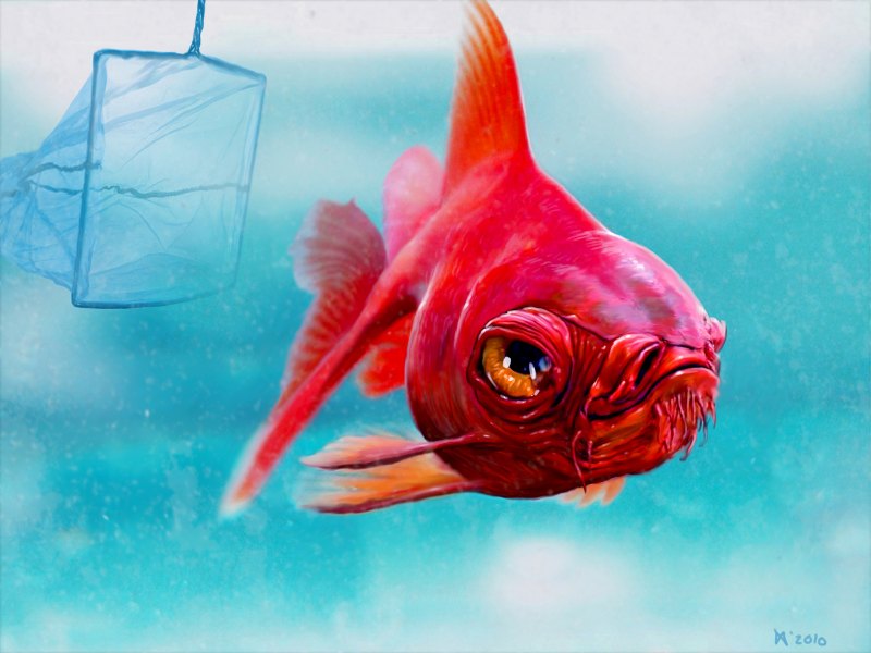 Влюбленные рыбки