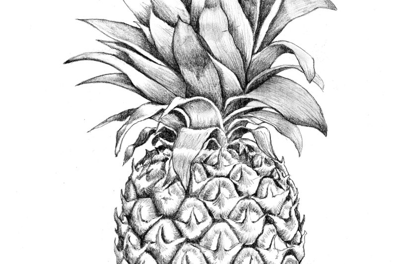 Графика 13. Ананас гравюра. Ананас тату Графика. Pineapple эскиз. Ананас акварель.