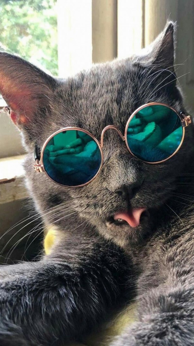 Кот вид сверху