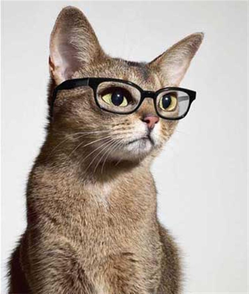 Милый кот в очках