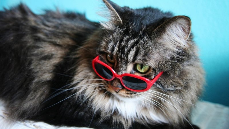 Пушистые яйца кота