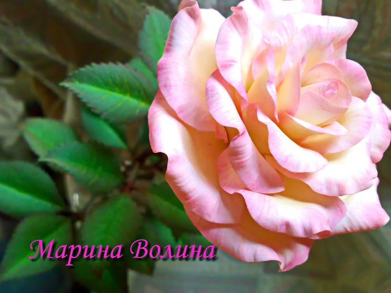 Розы для Марины картинки