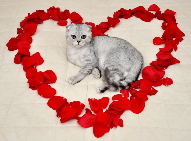 Кошечка с сердечком