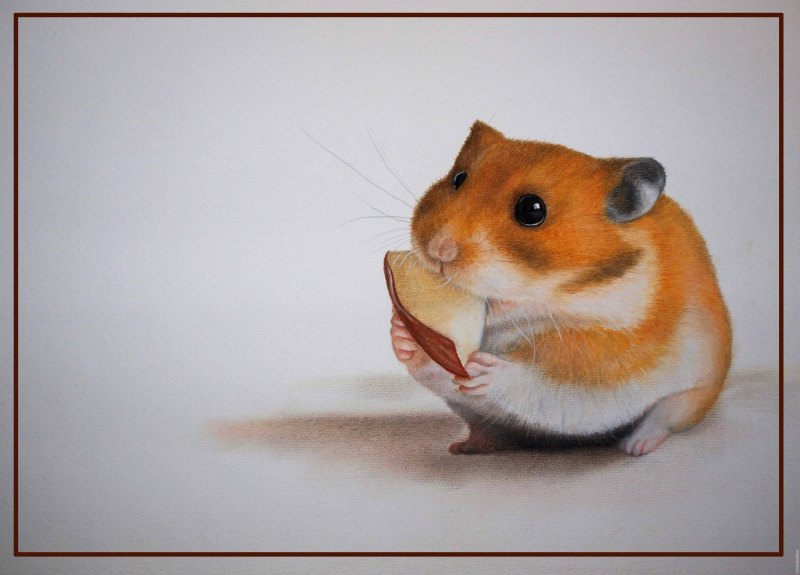 Мультяшные морские свинки