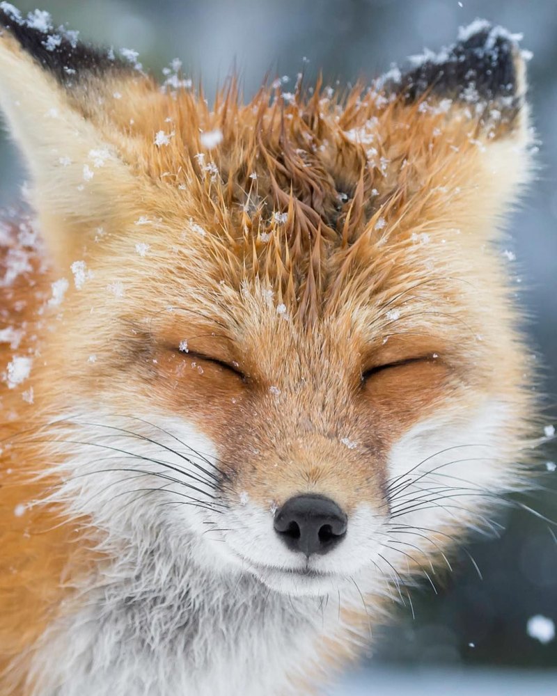 Красивые лисы