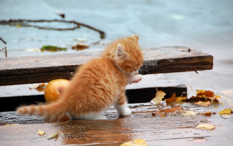 Рыжий котенок на улице