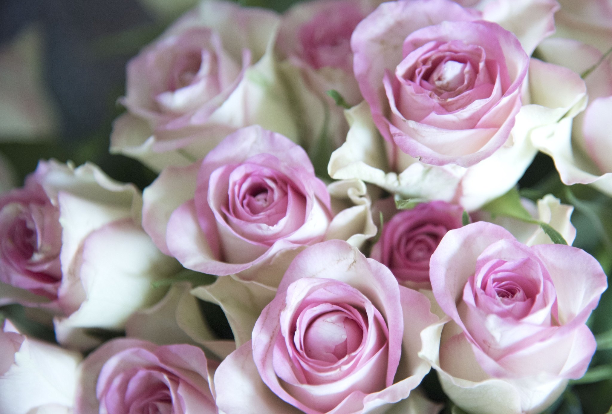 Розые розы. Нежные розы. Бледно розовые розы. Светло розовые розы.