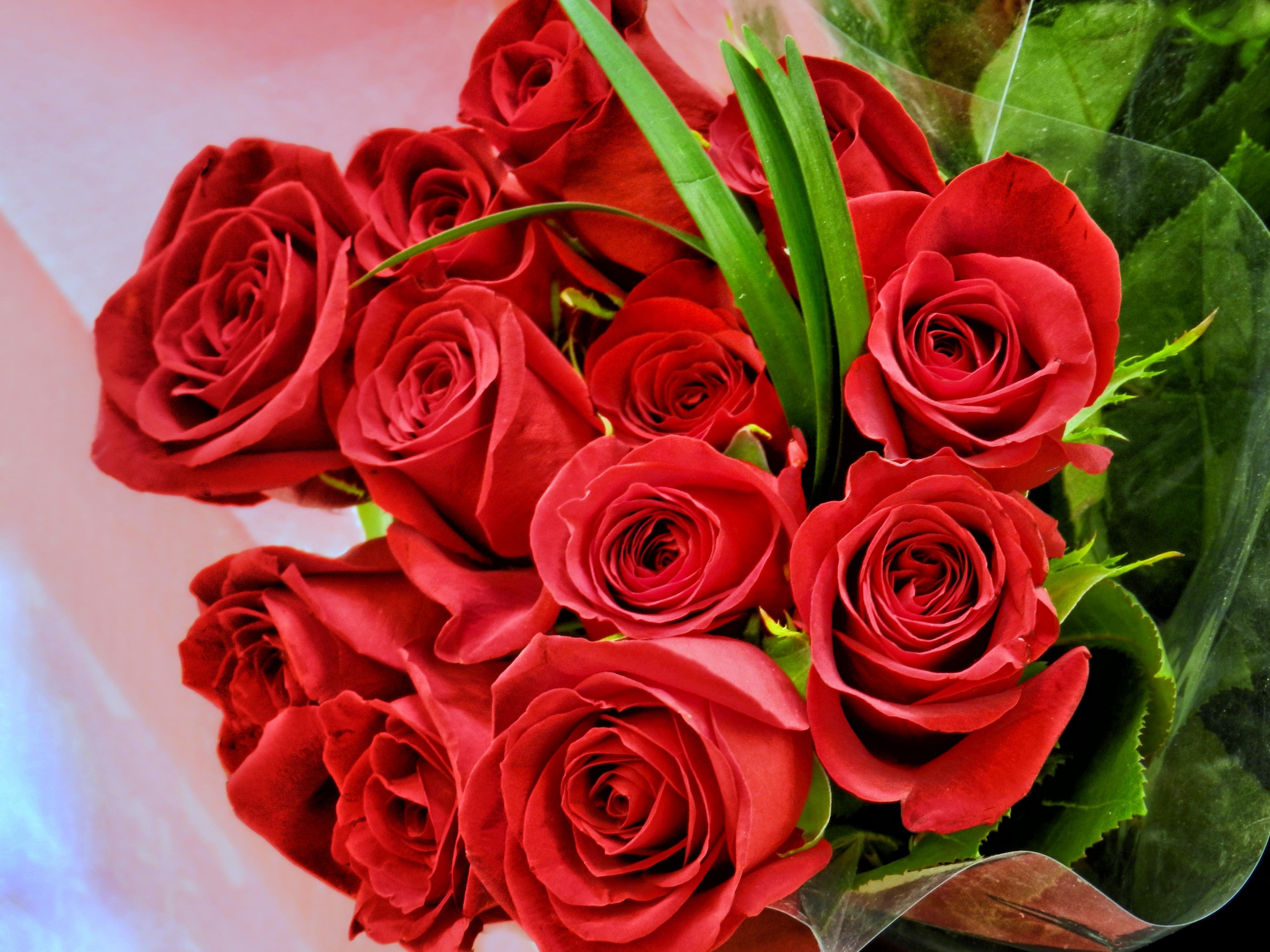 Beautiful rose flowers. Роскошные цветы. Шикарные цветы. Шикарный букет роз.