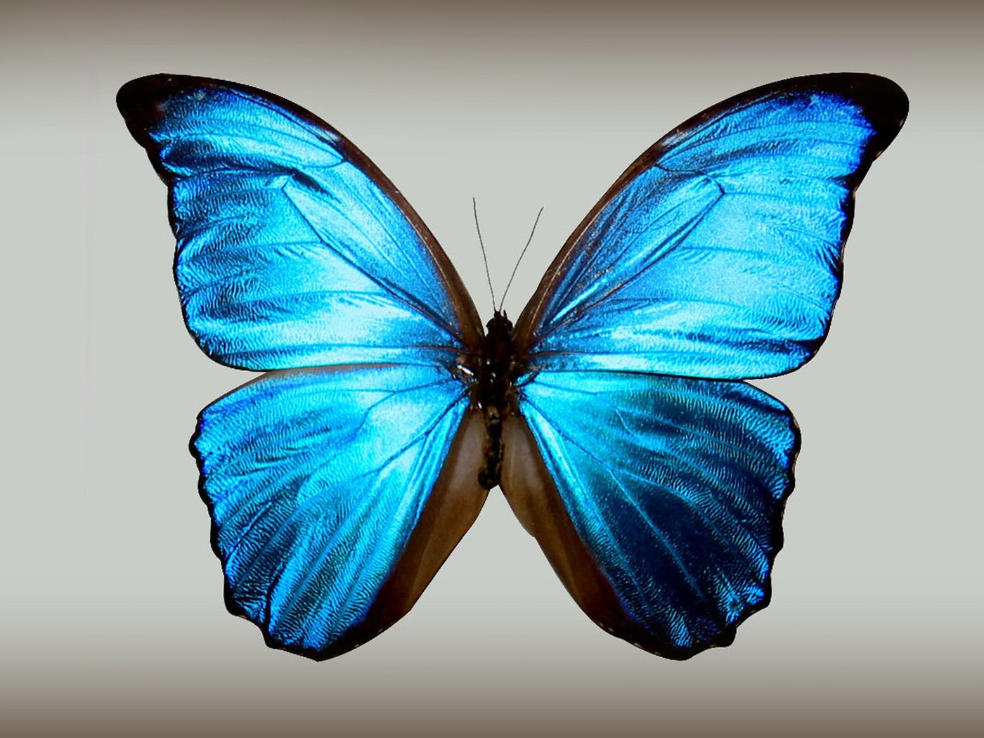 Голубой Морфо (Blue Morpho)