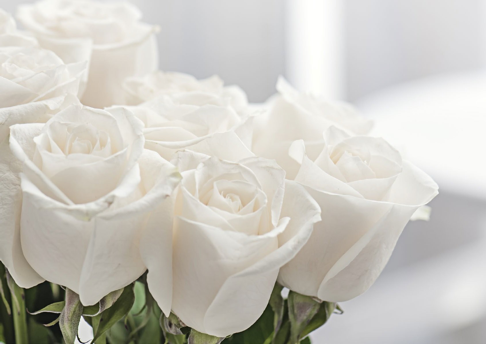 Біла з. Вайт Роуз. Белые розы.