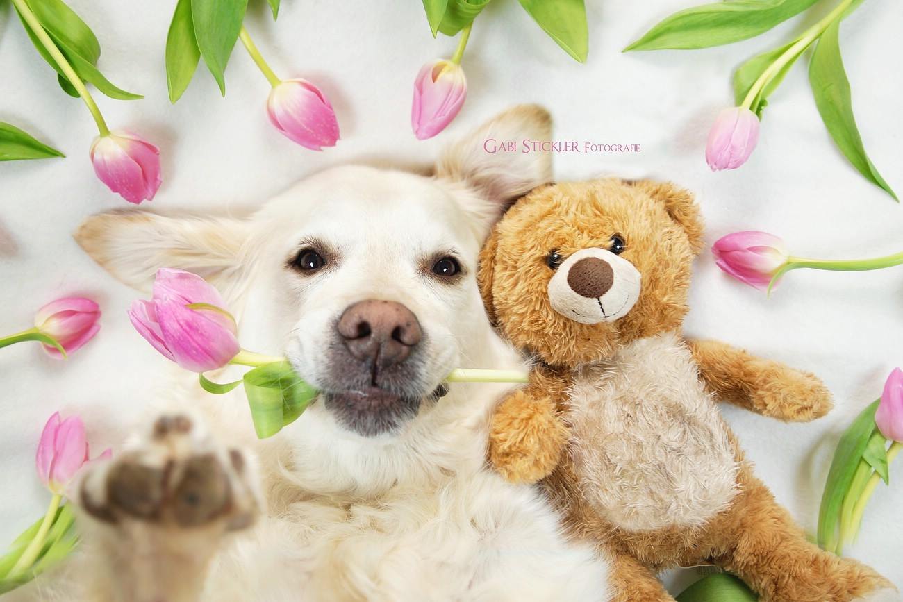 Весна собаки цветы