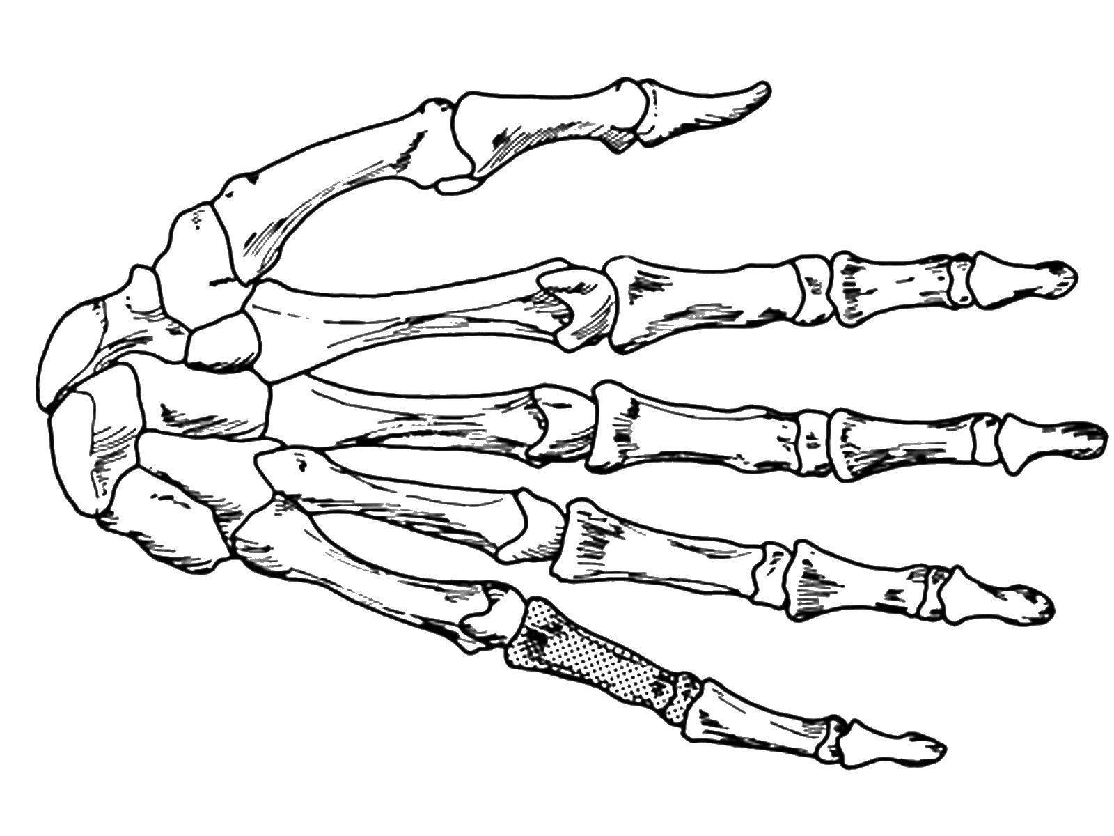Hand bone. Кисть скелета сбоку. Кисть руки скелет. Рука скелета сбоку рисунок. Кисть руки скелет анатомия.