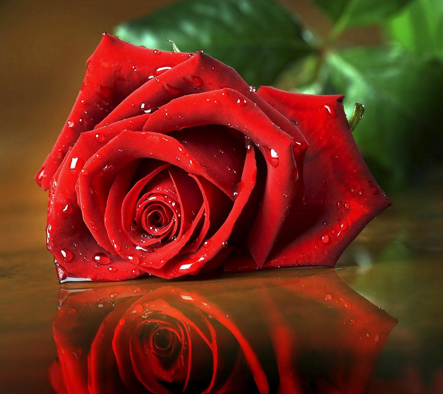 Красивые стихи нине. Красные розы. Поздравления с днём рождения невестке. Красивые картинки. Цветы розы красные.