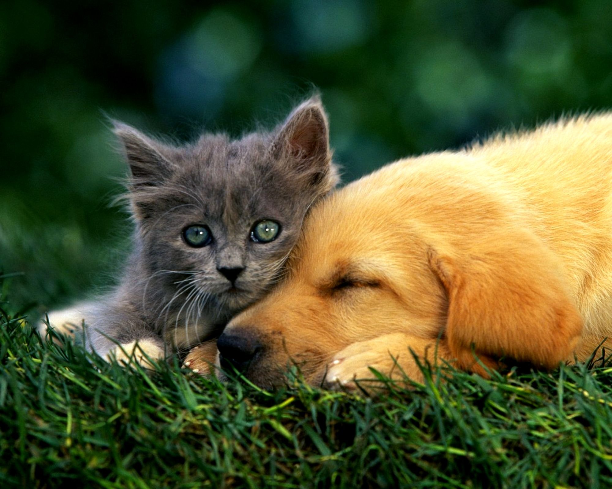 Кошечки собачки урожай. Собачки и кошечки. Милые собачки и кошечки. Красивые собаки и кошки. Щенок и котенок.