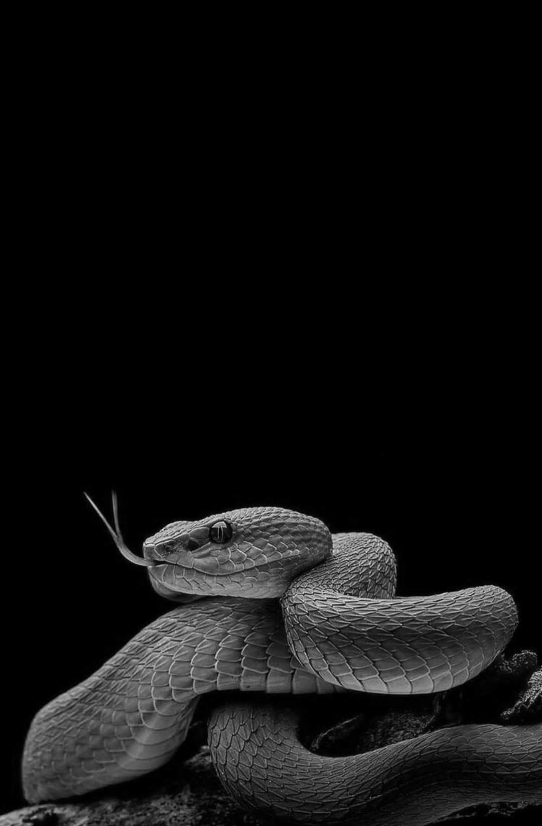Змея на заставку телефона. Черная куфия змея. Гремучая Кобра. Черная гремучая змея. Змия.