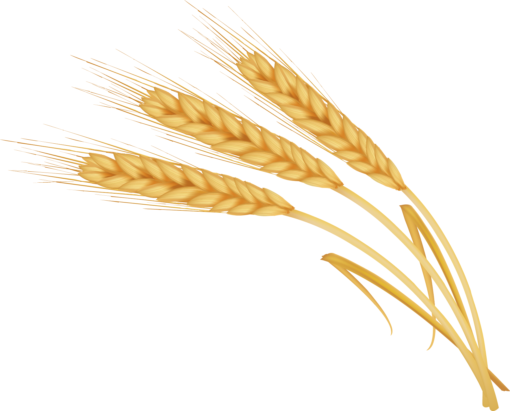 Колосья пшеницы картинки