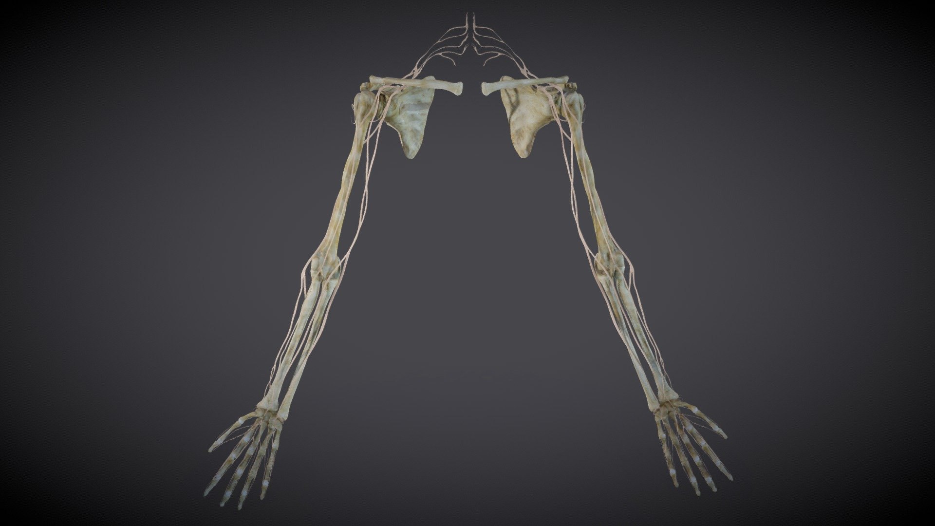 Bone 3d. Кости руки. Скелет руки. Скелет человеческой руки. Ккилеи человеческой руки.