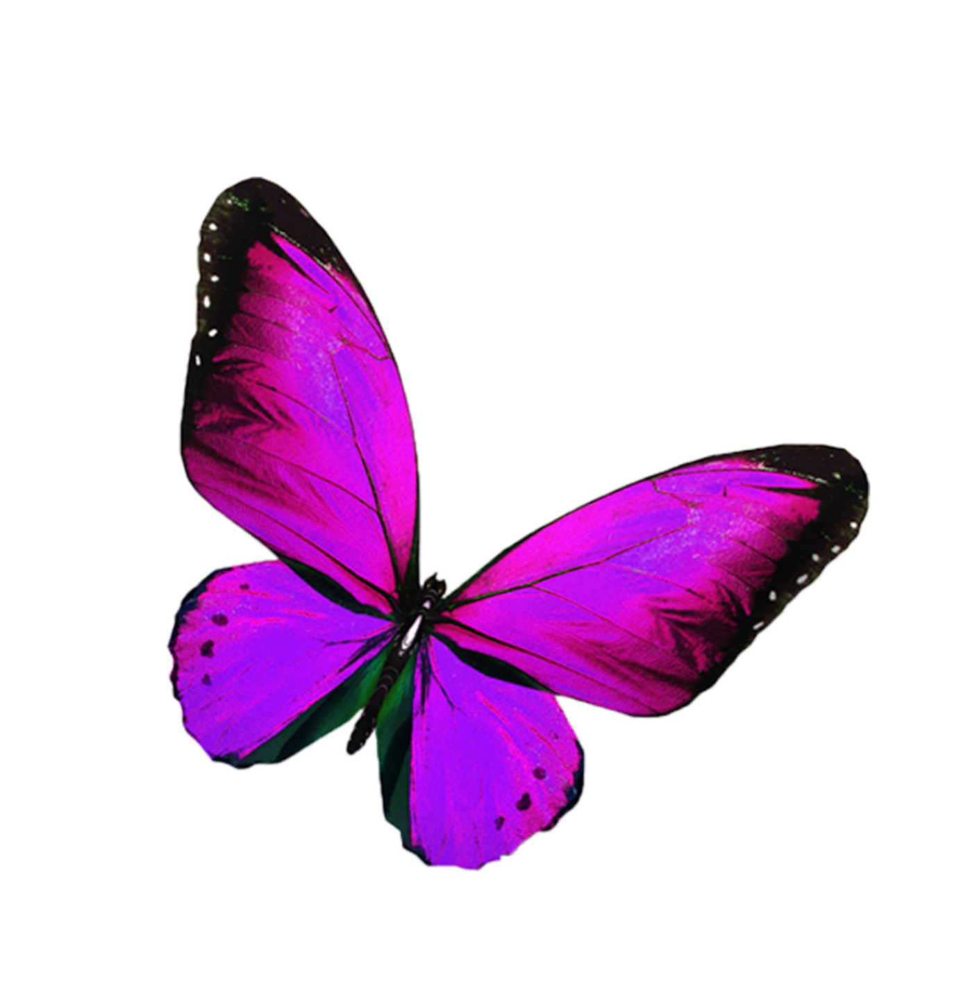 Фиолетовые бабочки картинки. Бабочка фиолетовая. Розовые бабочки. Сиреневые бабочки. Бабочка рисунок.