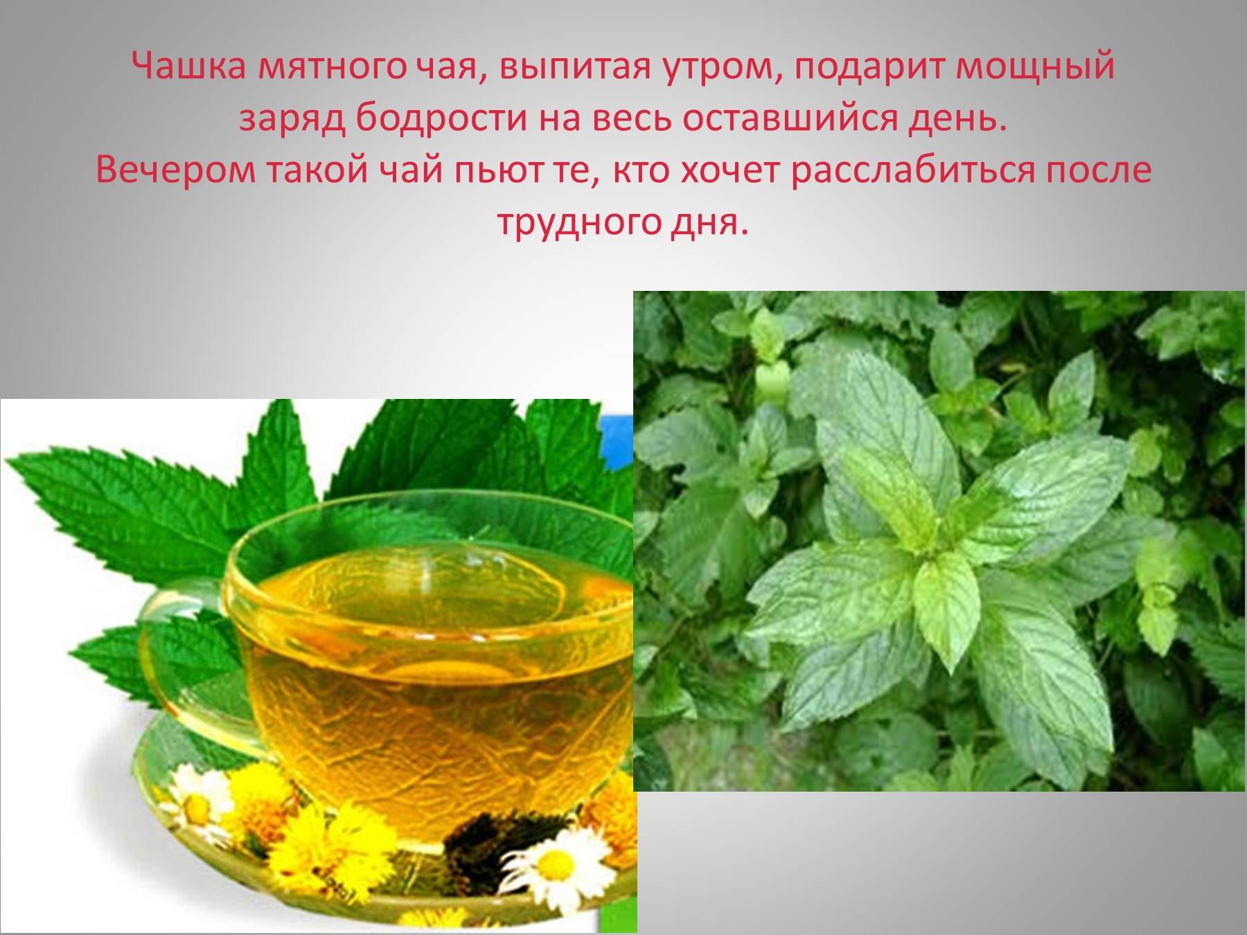 Польза лекарственных растений. Чай лекарственных растений для детей. Мята для дошкольников. Лекарственные растения презентация. Мята для чая растение.