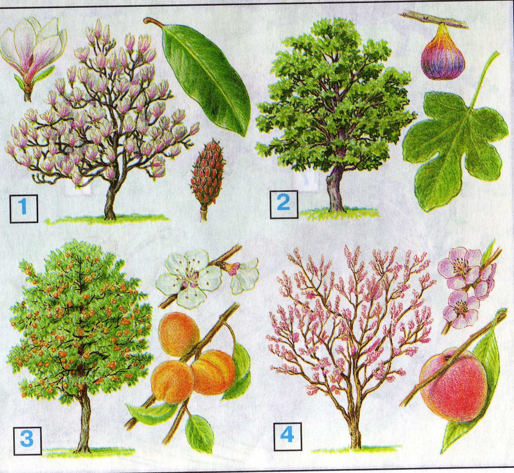 Плодовые деревья для детей