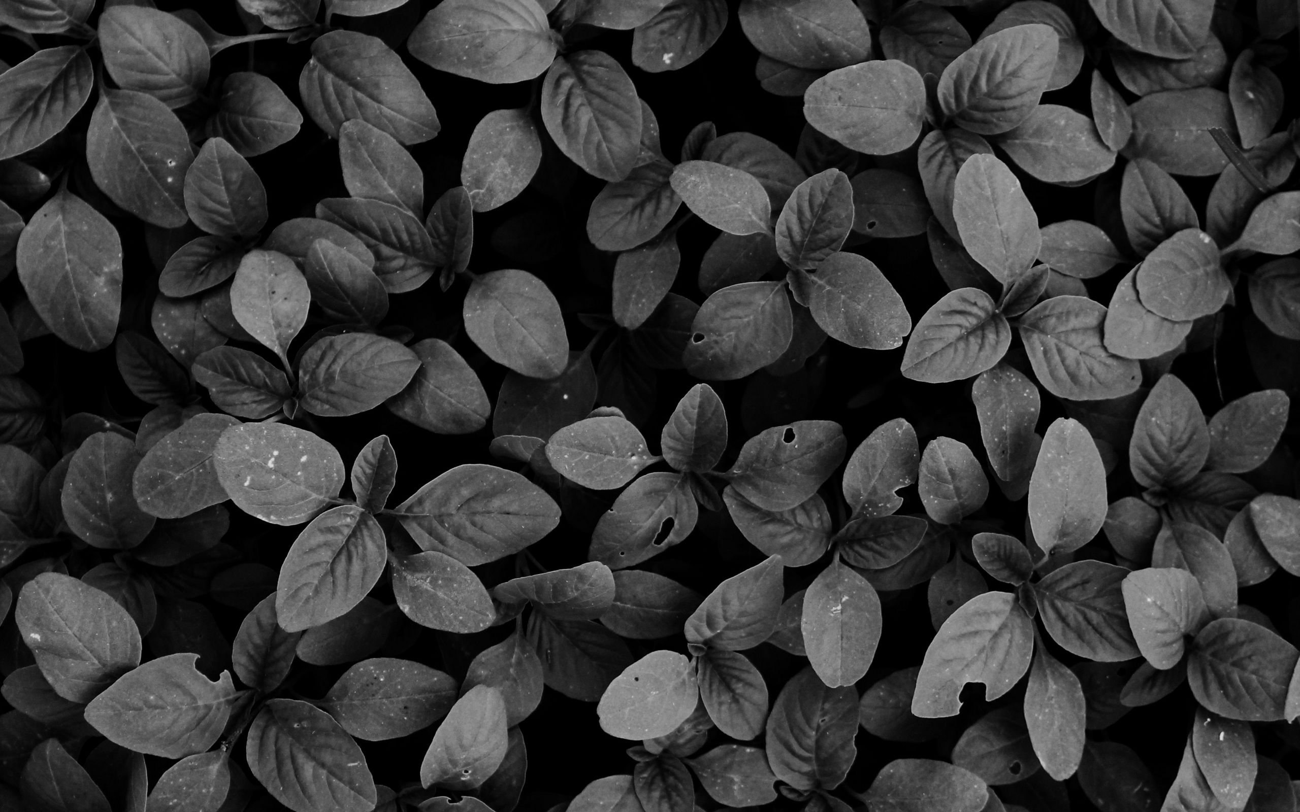 Страница черным фоном. Текстура листвы. Темные листья. Черный лист. Текстура растения.