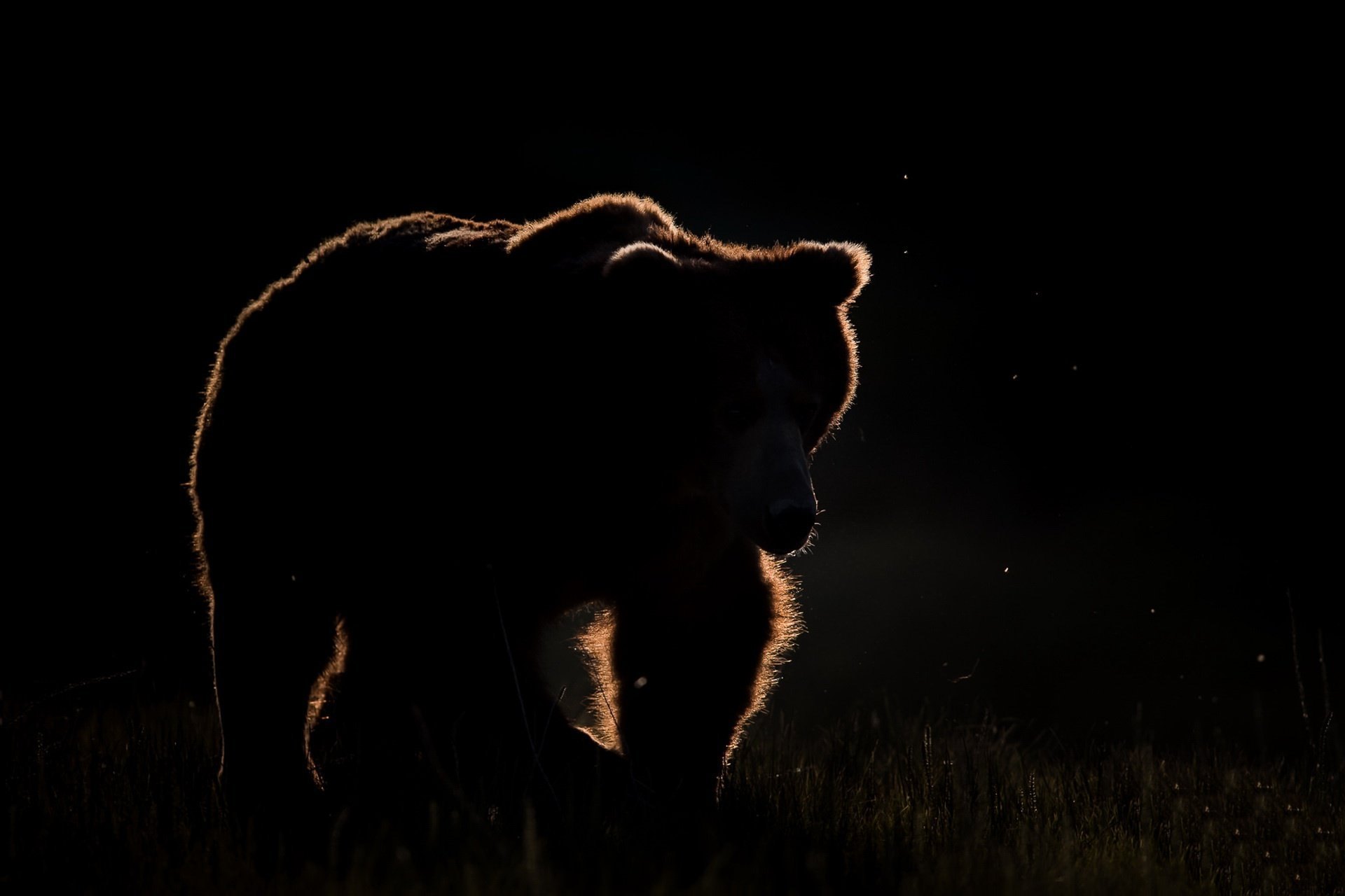 Медведь на черном фоне. Медведь на темном фоне. Одинокий медведь. Медведь ночью.