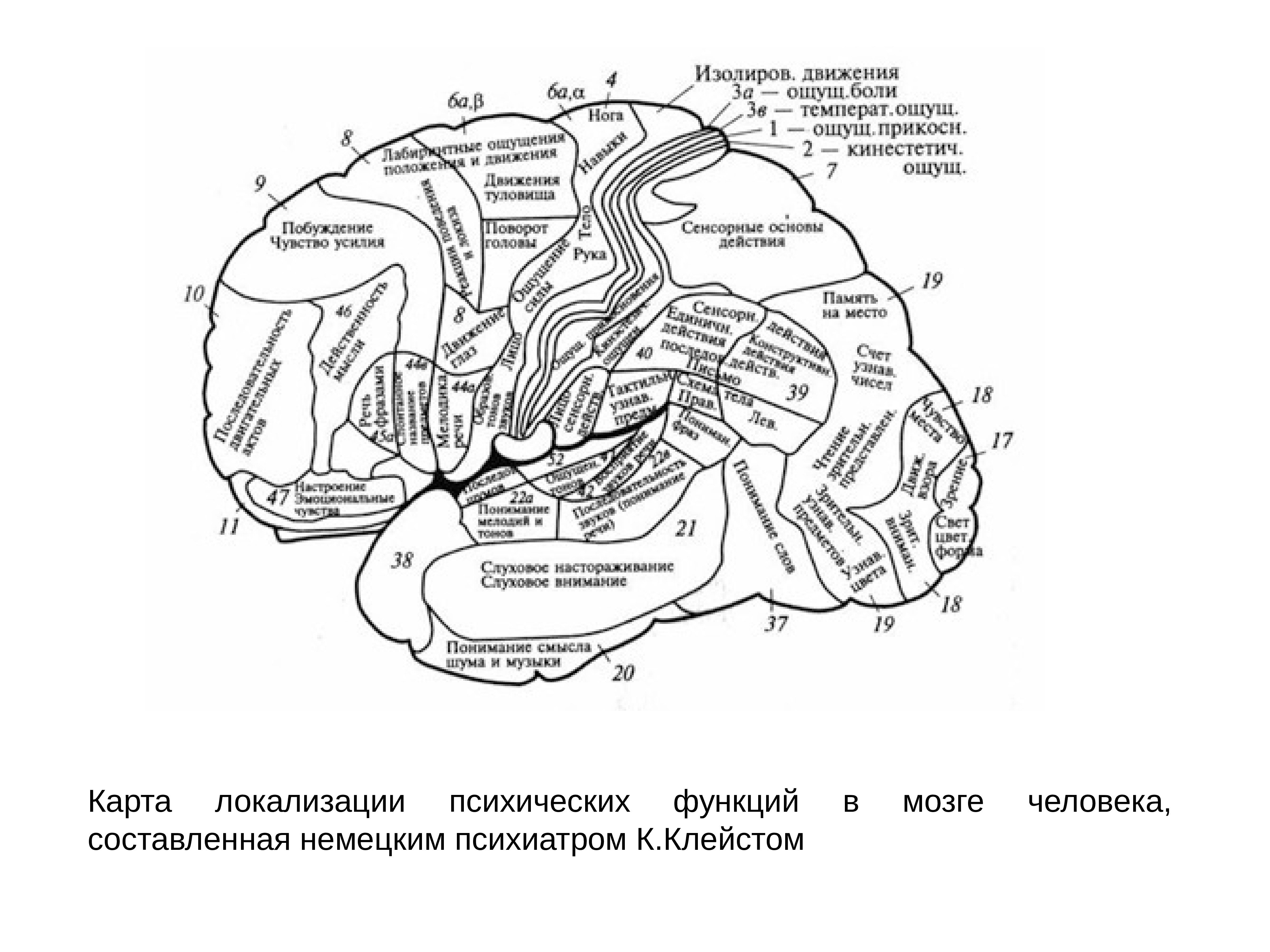 Локализация психических функций в мозге. К Клейст локализационная карта мозга. Локализационная карта к. Кляйста. Картам локализаций психических функций мозга. Локализационная карта Клейста или клейма.
