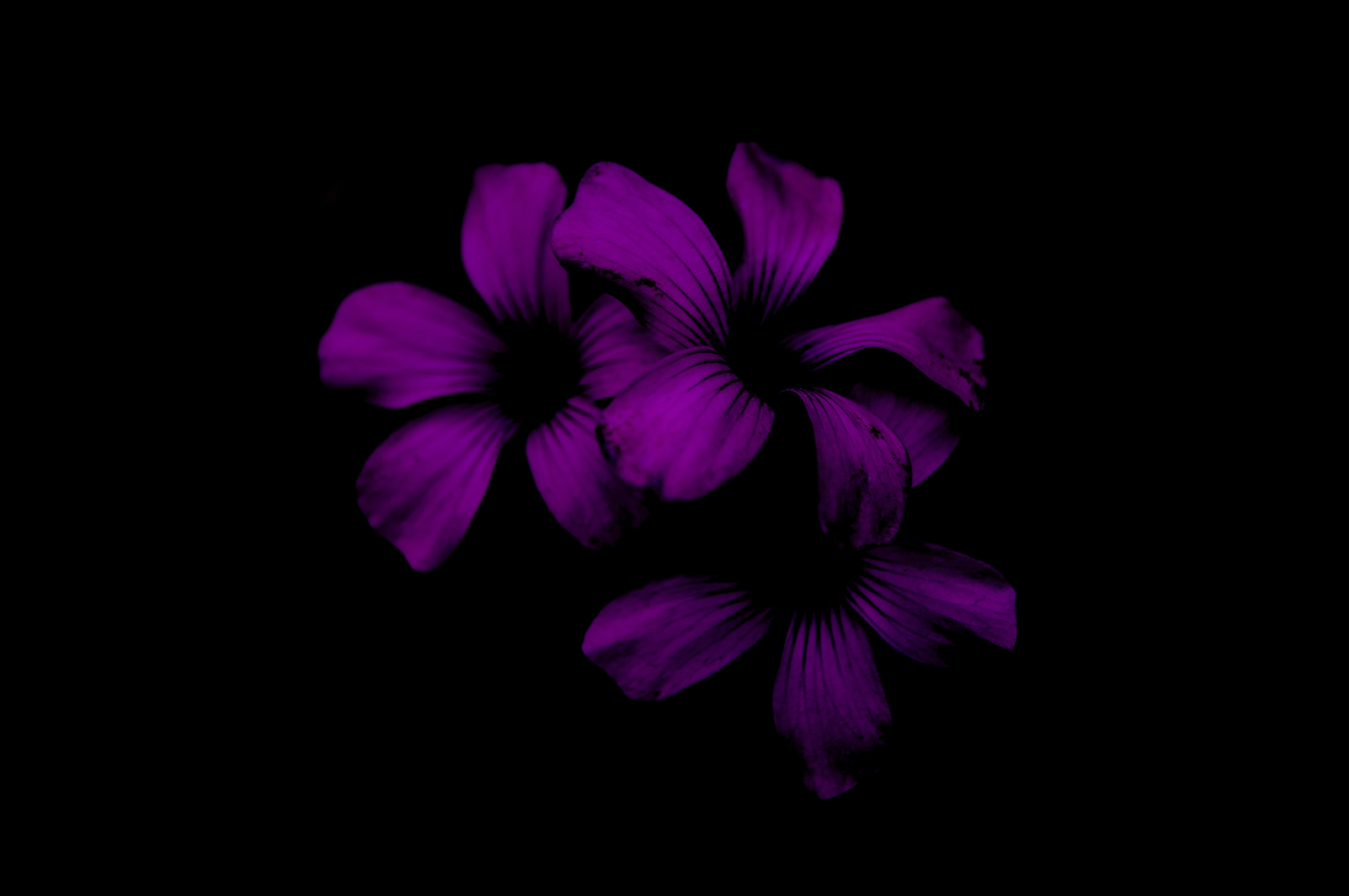 Цветок на темном фоне обои. Цветы на темном фоне. Цветочки на черном фоне. Красивые цветы на черном фоне. Фиолетовые цветы на темном фоне.