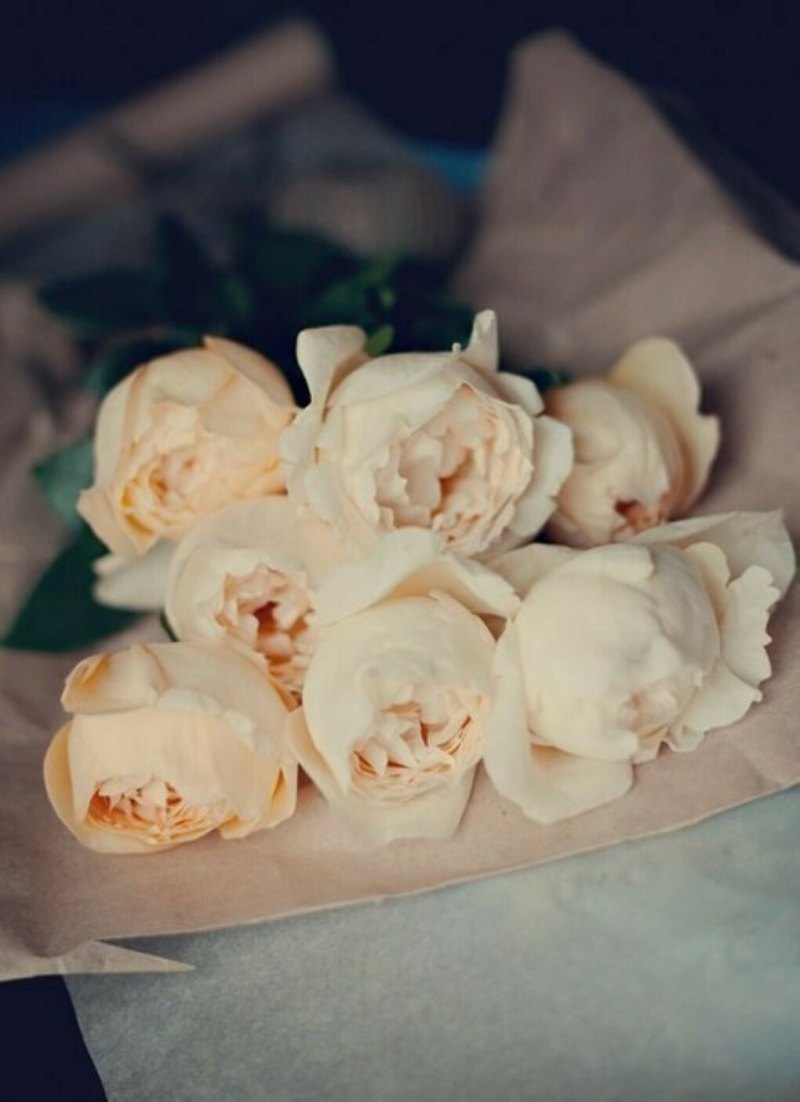 Эстетика имени Софья Эстетика