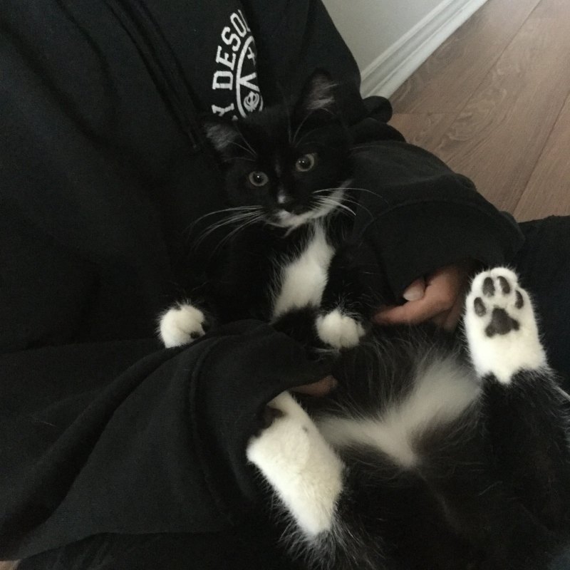 Коты сохраненки